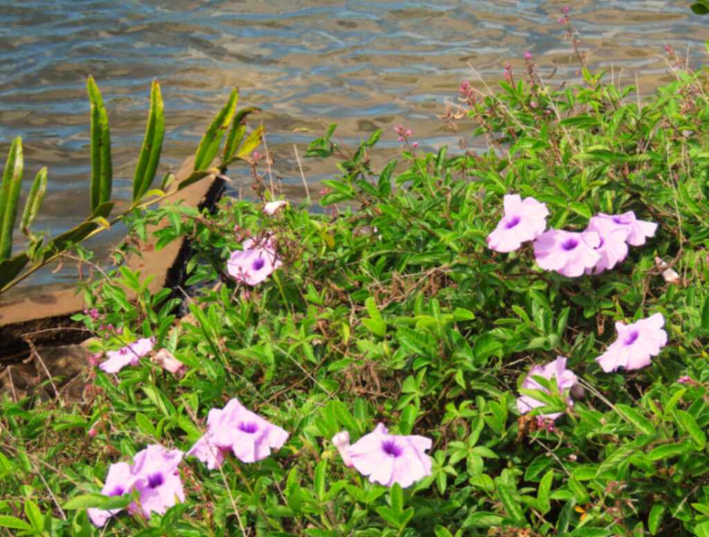 Wild Flowers By The Riverside ~ by happysnaps