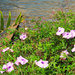 Wild Flowers By The Riverside ~