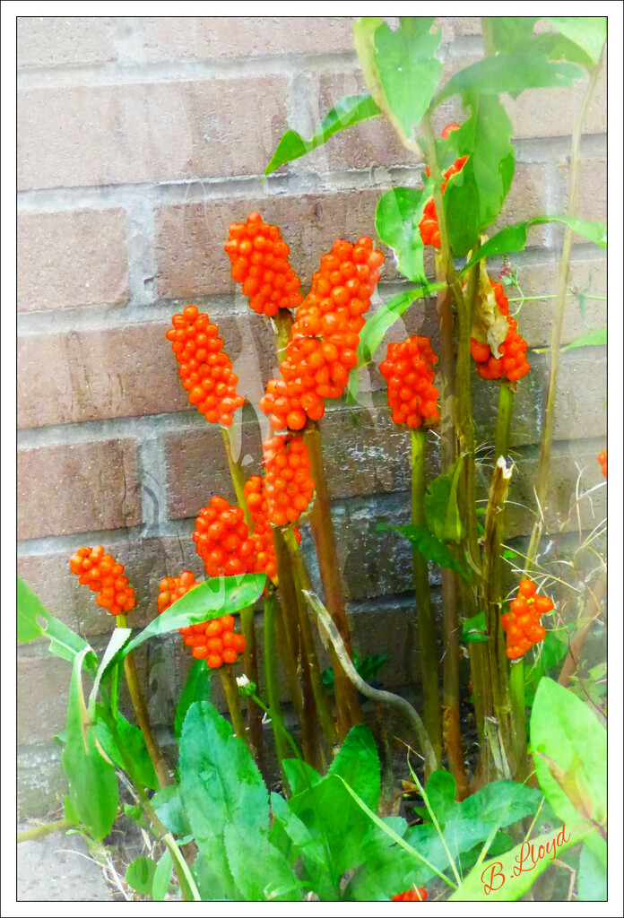 Jack in the Pulpit.2 by beryl