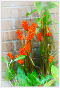 4th Sep 2024 - Jack in the Pulpit.2