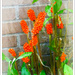 Jack in the Pulpit.2 by beryl