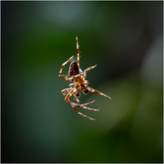 4th Sep 2024 - Araneus diadematus/ Cross Orb Weaver