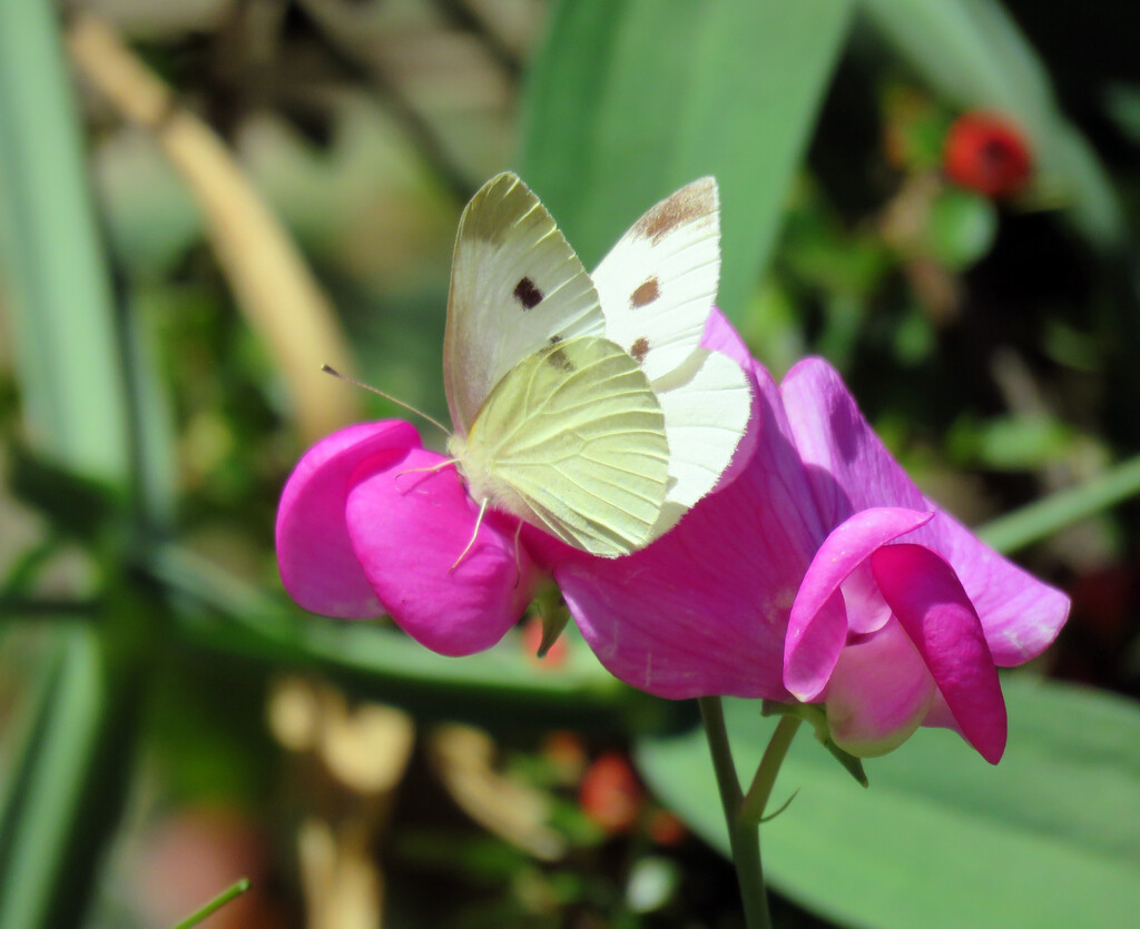 Cabbage White Butterfly by seattlite