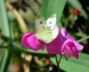 4th Sep 2024 - Cabbage White Butterfly