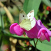 Cabbage White Butterfly by seattlite