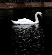 2nd Sep 2024 - Swan 