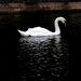 Swan  by plainjaneandnononsense