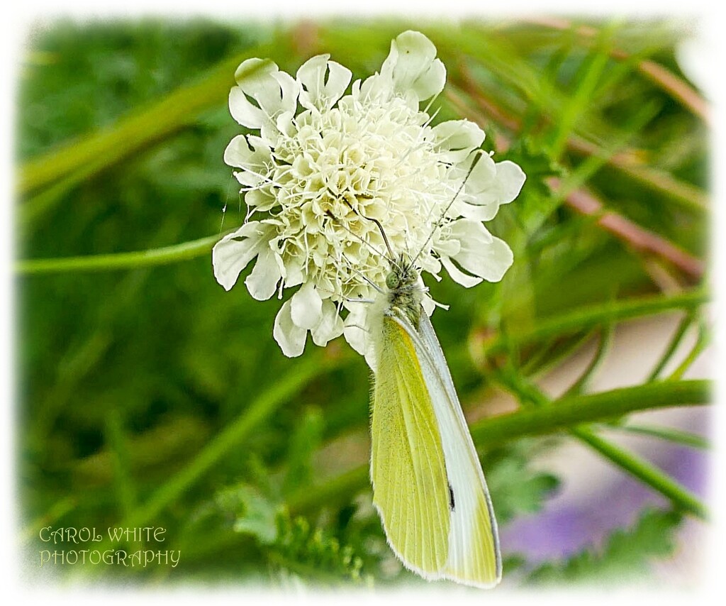 Small White Butterfly by carolmw