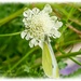 Small White Butterfly