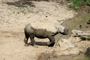 3rd Sep 2024 - Baby Rhino