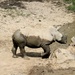 Baby Rhino by randy23