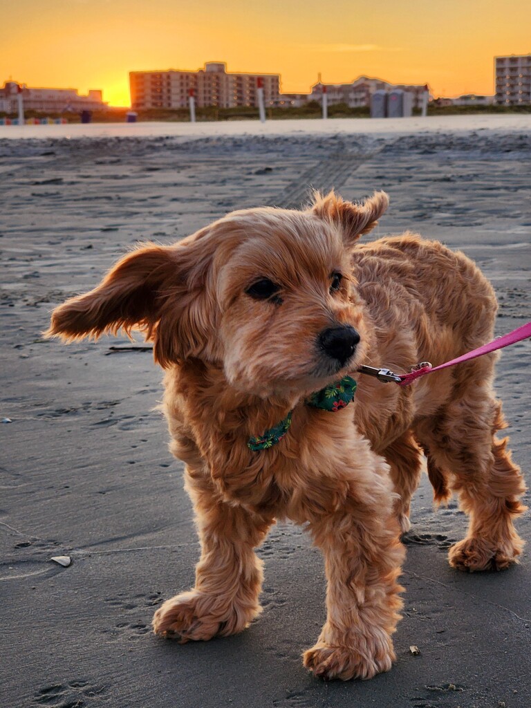 Paws in the Sand and Ears Flying in the Wind by jo38