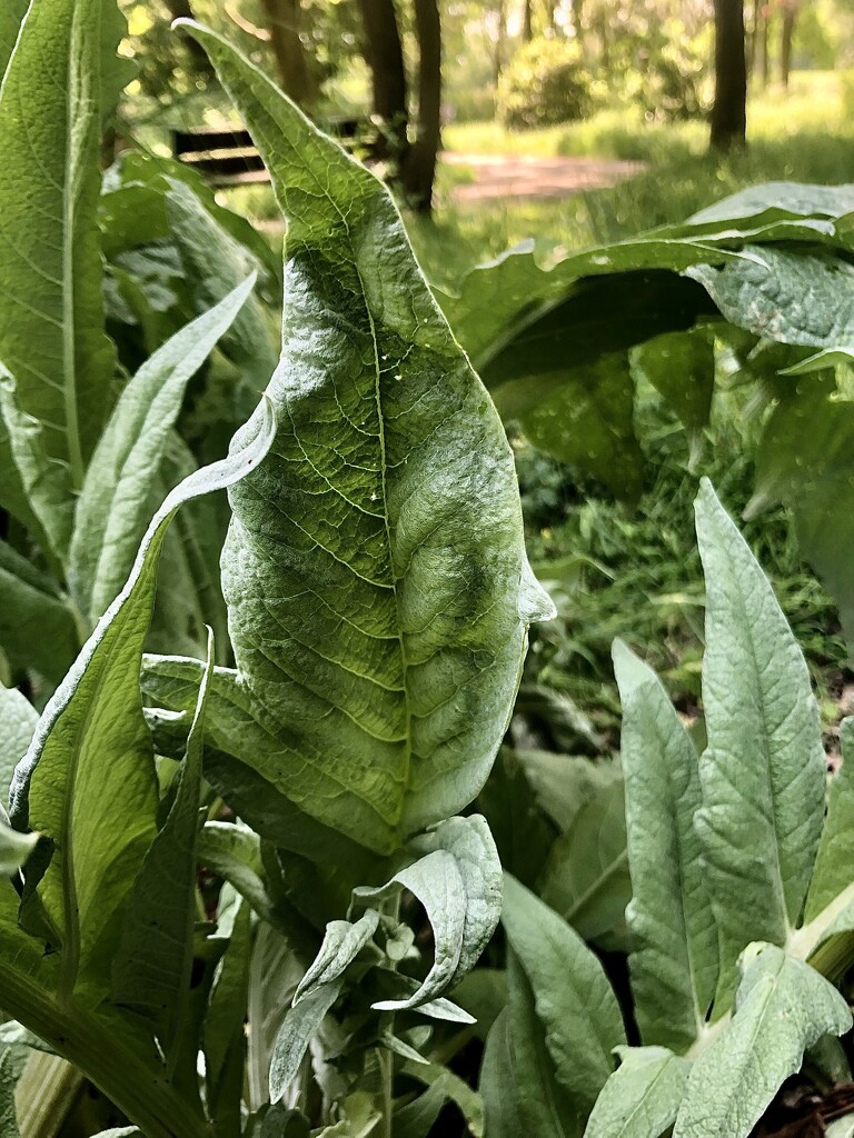 Artichoke leaves  by sleepingexplorer