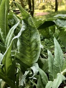 20th May 2024 - Artichoke leaves 