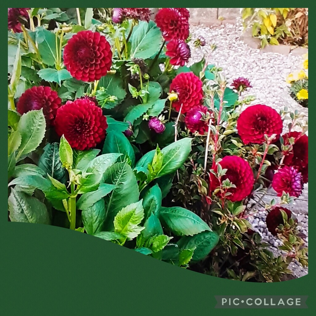 Red pom pom dahlias  by grace55