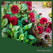 5th Sep 2024 - Red pom pom dahlias 