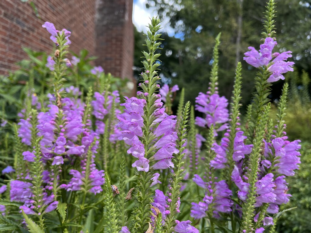 The Obedient Plant by pej76