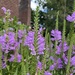 The Obedient Plant