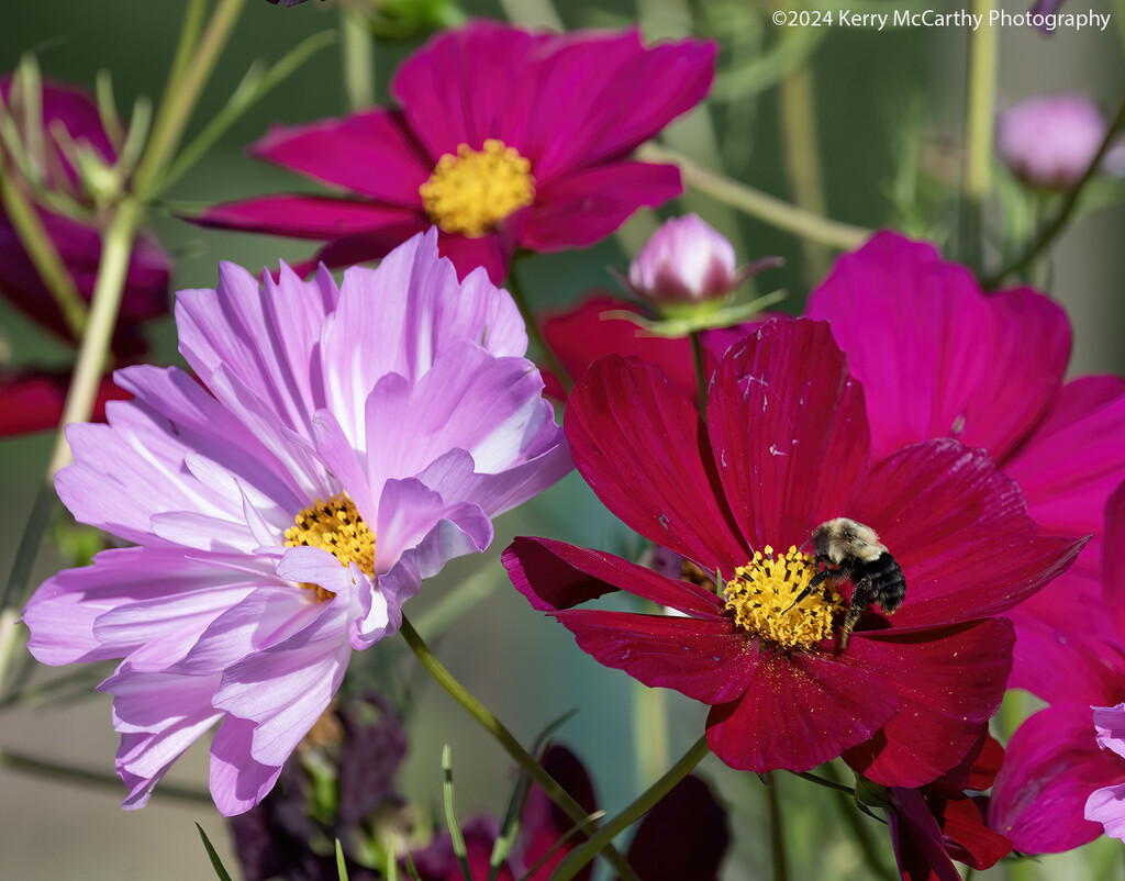 Cosmos color by mccarth1