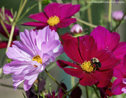 3rd Sep 2024 - Cosmos color