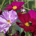 Cosmos color by mccarth1