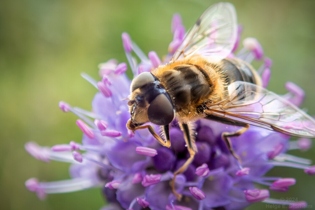 Wasp, bee or hoverfly? by helstor365