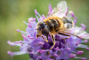 4th Sep 2024 - Wasp, bee or hoverfly?