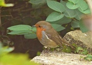 4th Sep 2024 - Robin