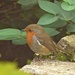 Robin