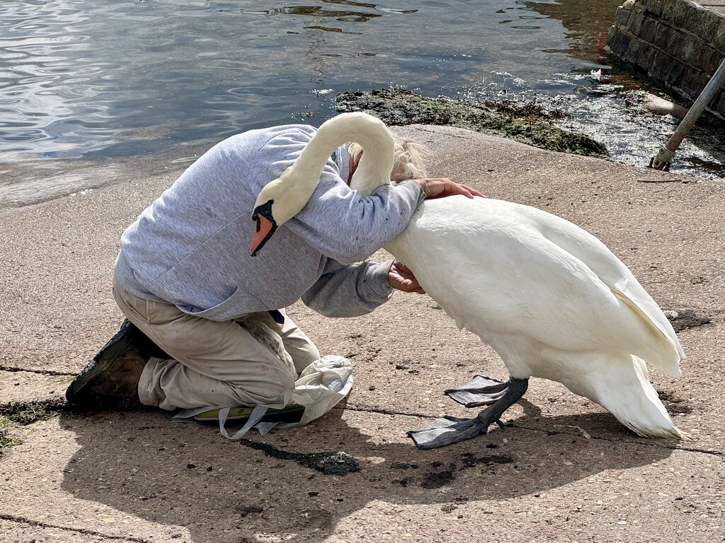 The Swan Whisperer! by wakelys