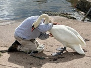 4th Sep 2024 - The Swan Whisperer!