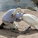 The Swan Whisperer! by wakelys