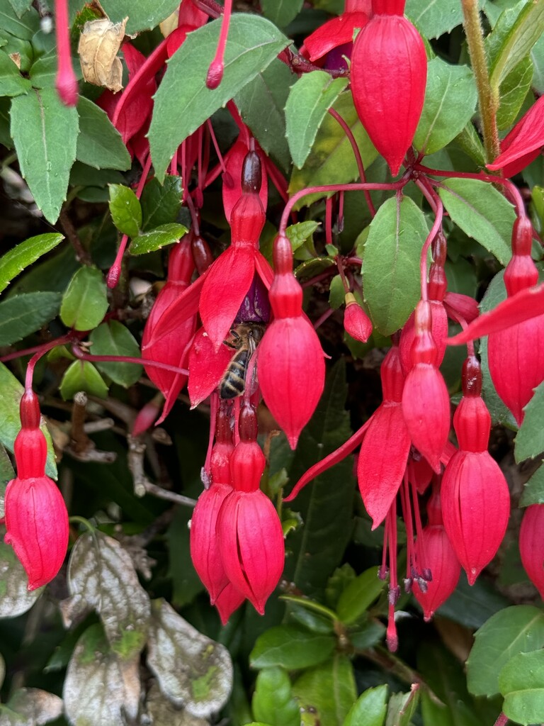 Fuchsia flowers by alison59