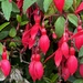 Fuchsia flowers