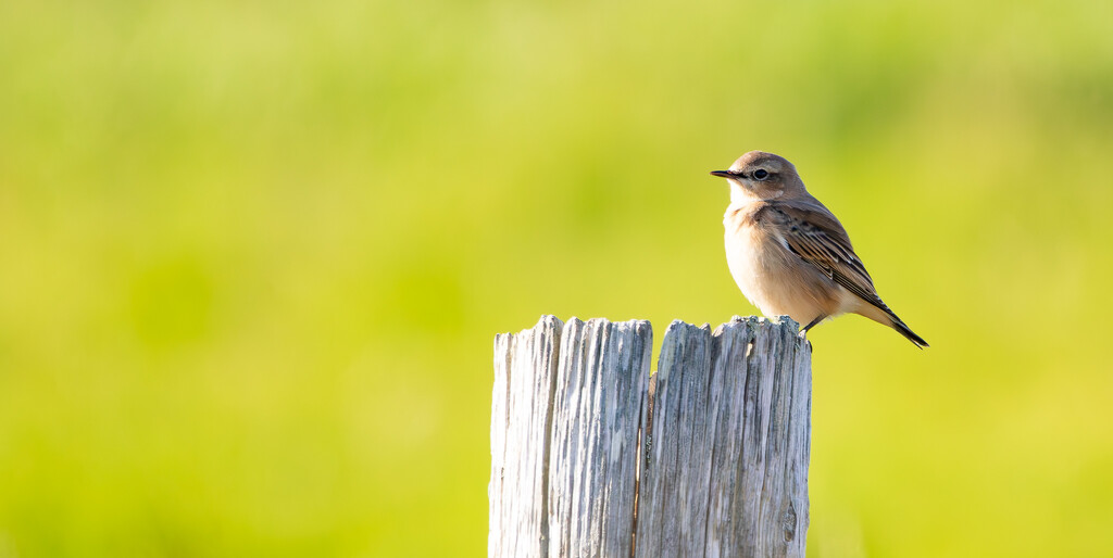 Wheatear by lifeat60degrees