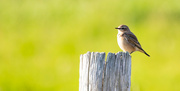 4th Sep 2024 - Wheatear