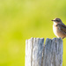 Wheatear by lifeat60degrees