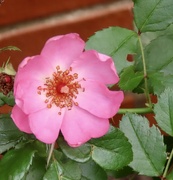 4th Sep 2024 - Lingering rose