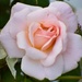 My Favorite Rose...