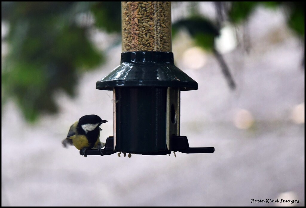 Great tit by rosiekind