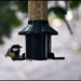 Great tit