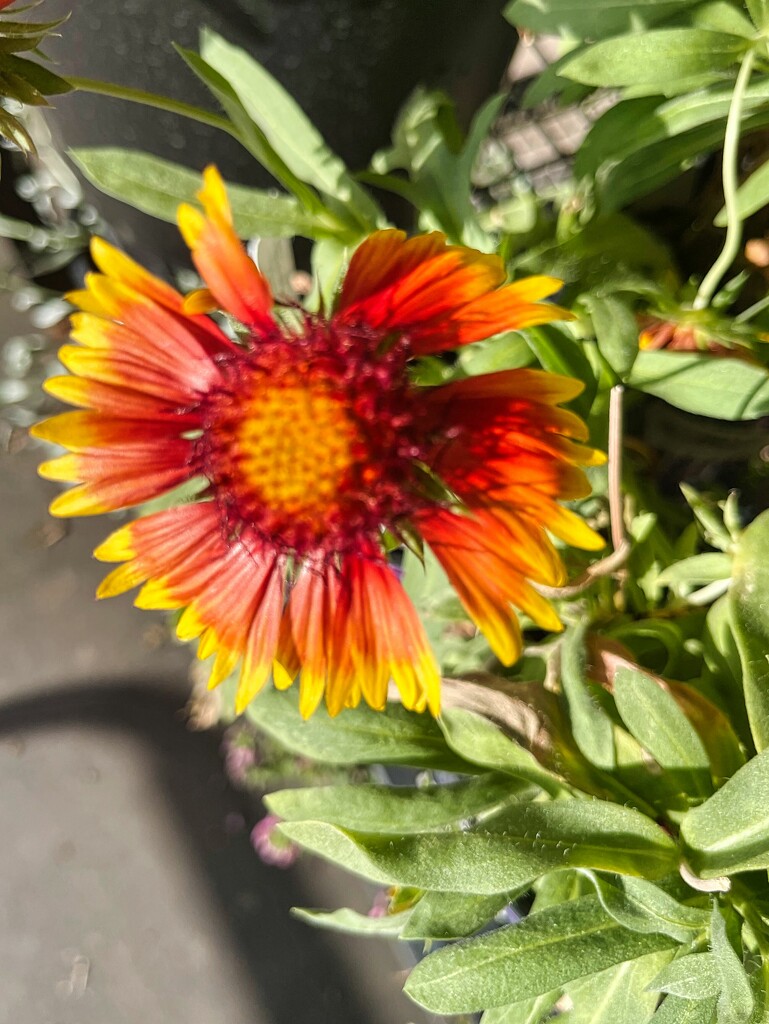 8 21 Indian Blanket sunflower by sandlily