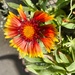 8 21 Indian Blanket sunflower