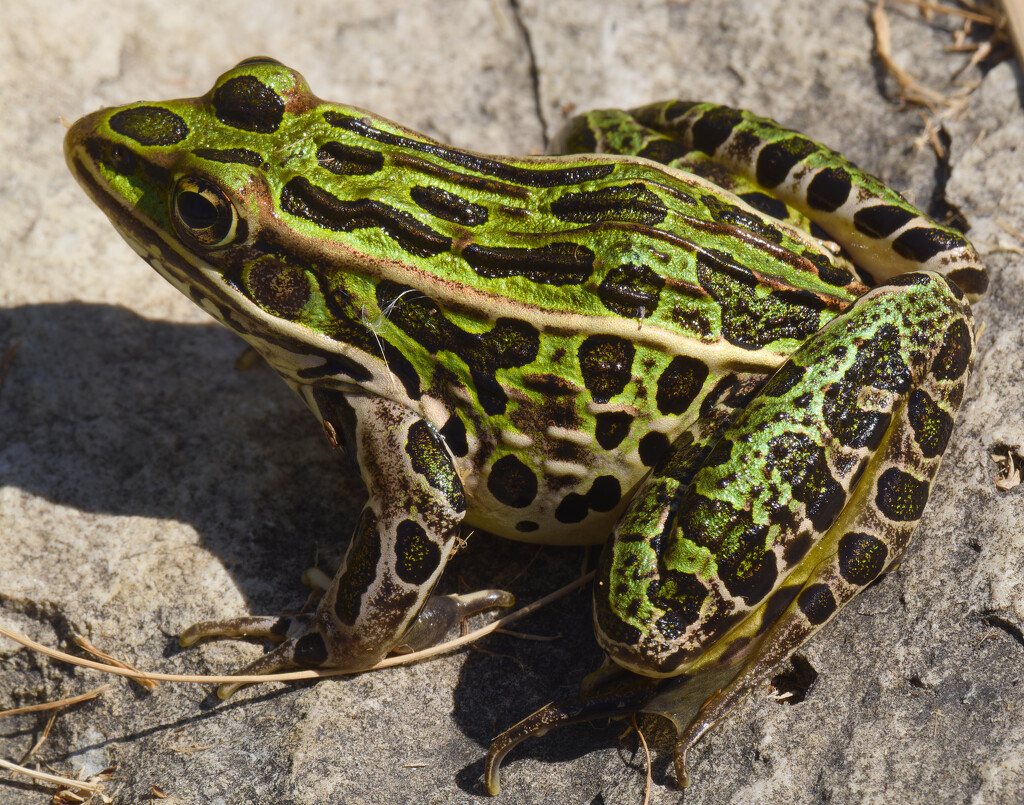 northern leopard frog  by rminer