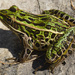 northern leopard frog 