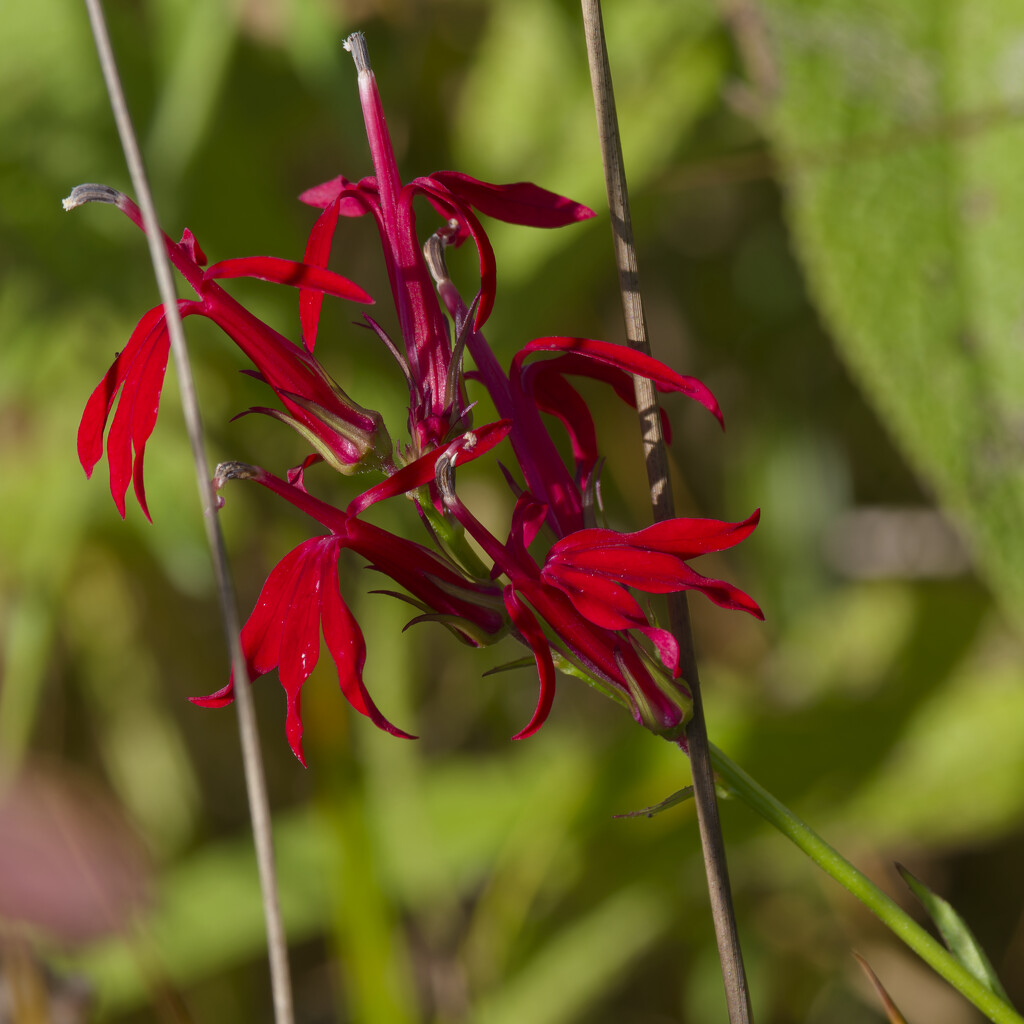 Cardinal flower by rminer