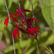 4th Sep 2024 - Cardinal flower