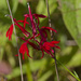 Cardinal flower