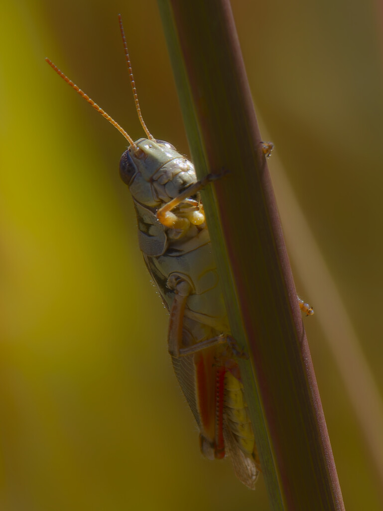 red-legged grasshopper by rminer