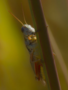 4th Sep 2024 - red-legged grasshopper